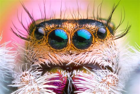 Animals With More Than Two Eyes (Explained By Zoologist).